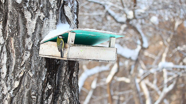 Bird feeder Bird feeder