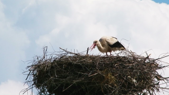 Lonely Stork Eating In The Nest Lonely Stork Eating In The Nest