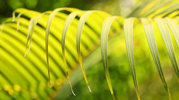 Green Leaf In Nature 614 Green Leaf In Nature 614