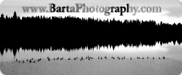 bartaphotography