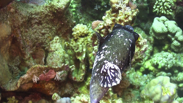 Puffer Fish on Coral Reef Puffer Fish on Coral Reef