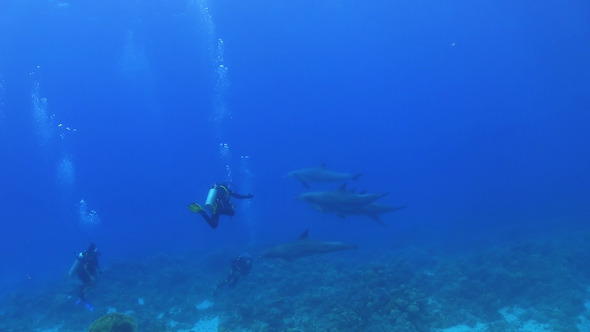 Flock of Dolphins Swims Near Divers Flock of Dolphins Swims Near Divers