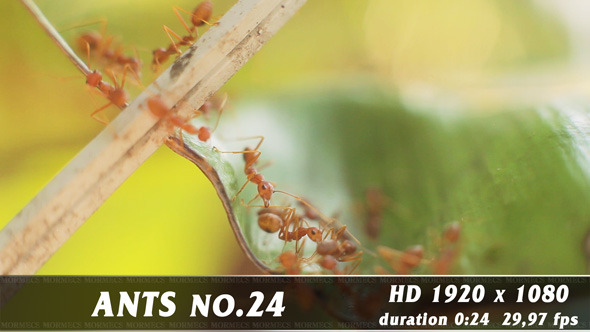 Red Ants No.24 Red Ants No.24
