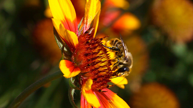 Working bumblebee 5 Working bumblebee 5