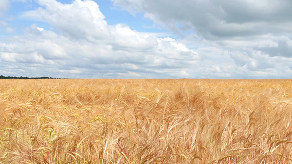 Wheat Field Against A Blue Sky Wheat Field Against A Blue Sky