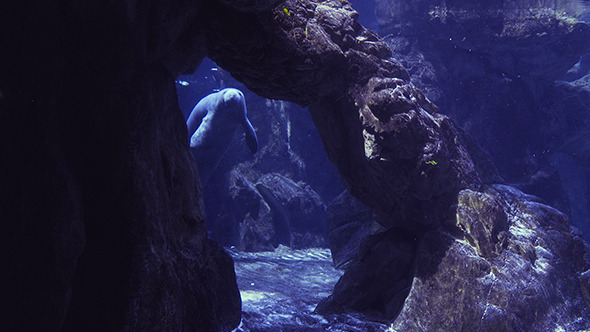 Manatee Manatee