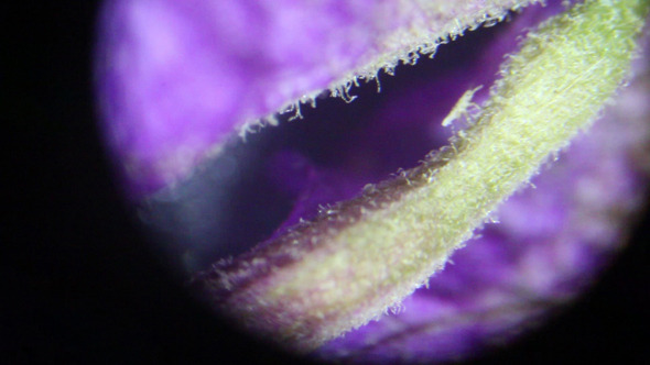 Microscopic Bugs