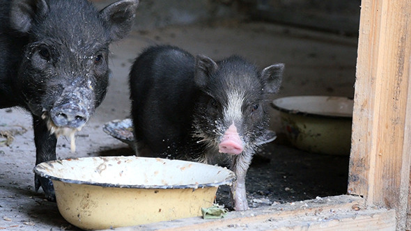 VideoHive Vietnam Black Little Pig Eating 12184669 VideoHive Vietnam Black Little Pig Eating 12184669