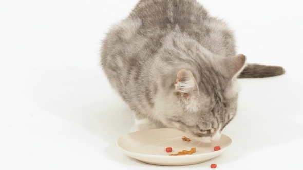 VideoHive Big Appetite 12190071 VideoHive Big Appetite 12190071