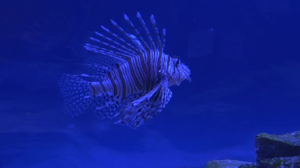 VideoHive Red Lionfish Pterois Volitans Single Striped 12190249 VideoHive Red Lionfish Pterois Volitans Single Striped 12190249