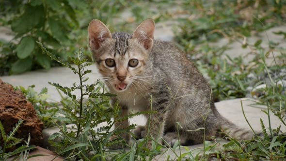 VideoHive Cat Playing 12191703 VideoHive Cat Playing 12191703
