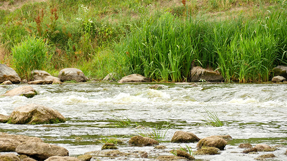 VideoHive Landscape Of The River With Stones And Plants 12193282 VideoHive Landscape Of The River With Stones And Plants 12193282