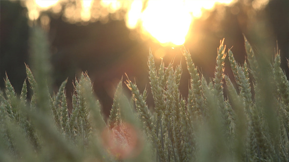 VideoHive Wheat Field 9 12193683 VideoHive Wheat Field 9 12193683