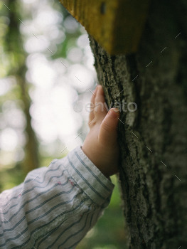 A childs hand touching a tree.