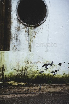 Pigeons taking flight near old drainage pipes.