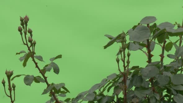 VideoHive Top of Rose Bush Buttons No Flowers 12230201 VideoHive Top of Rose Bush Buttons No Flowers 12230201