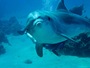 ladolphinconnection