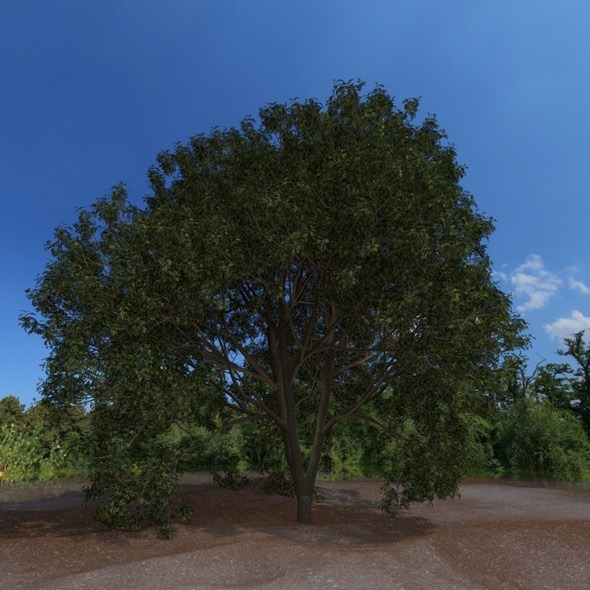 3DOcean High detailed tree 12313697 3DOcean High detailed tree 12313697