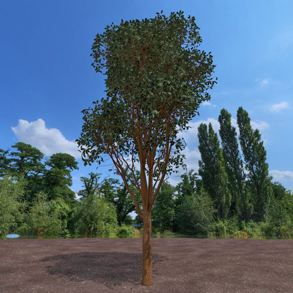 3DOcean High detailed tree 12321693 3DOcean High detailed tree 12321693