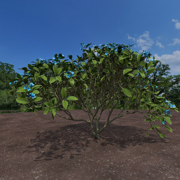 3DOcean blue shrub 12322346 3DOcean blue shrub 12322346