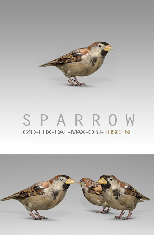 3DOcean Simple House Sparrow Bird 12323423 3DOcean Simple House Sparrow Bird 12323423