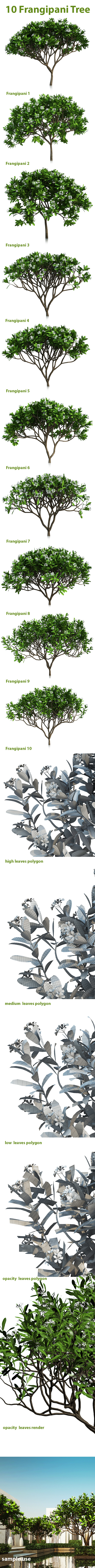 10 Frangipani Tree - 3DOcean Item for Sale
