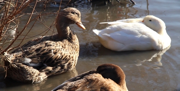 Ducks 01 Ducks 01