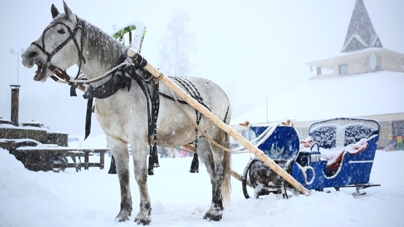 Harnessed Horse In Winter Warm Christmas Day