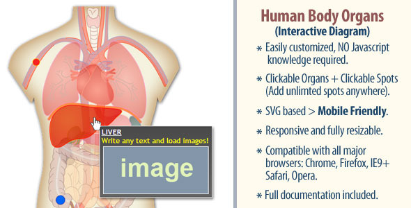 Download Html5 Interactive Human Body Organs Diagram Codecanyon Marketopia