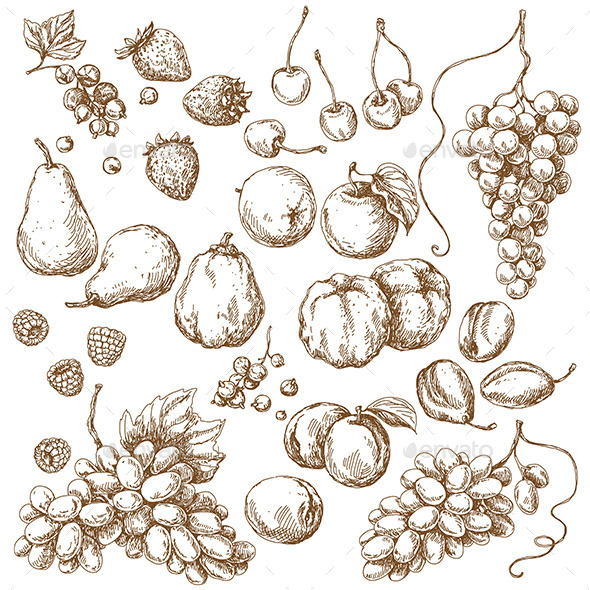 Set of Fruits  Sketch