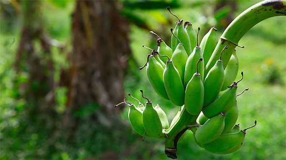 Bananas Bananas