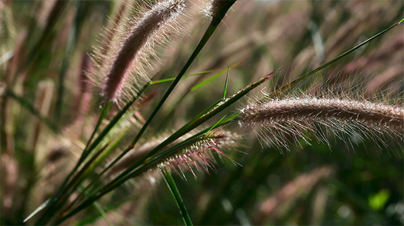 Spike Grass Spike Grass