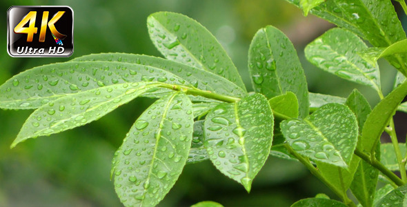 ... Raindrops", a Dee Clark composition, was the a-side of"That's For Sure
