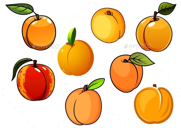 Isolated Orange Sweet Apricots Fruits