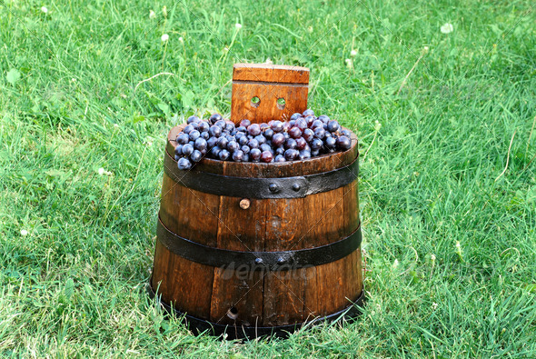 Grapes in wood barrel