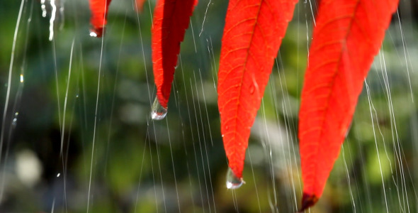 Leaves and Drops Leaves and Drops