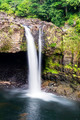 Free Stock Photo 5487 hawaiian rainforest vegetation | freeimageslive