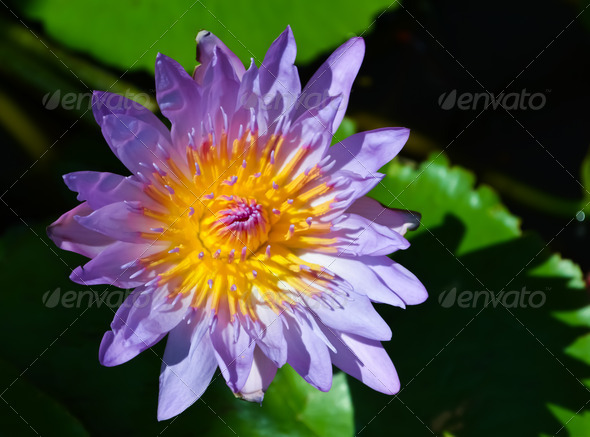 water lilly of Thailand