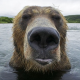 RoarBear
