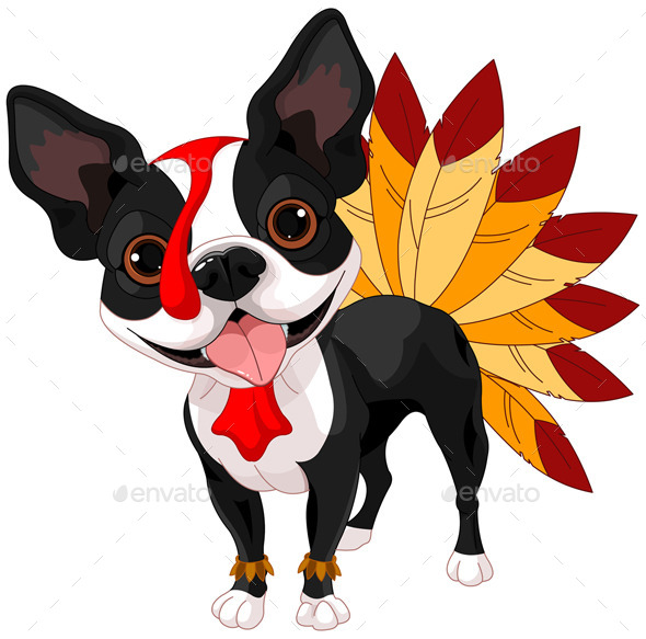 Thanksgiving Boston Terrier