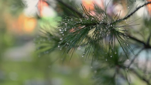 Wet Christmas Tree Branch