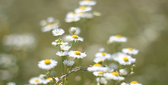 Flowers 1 Flowers 1