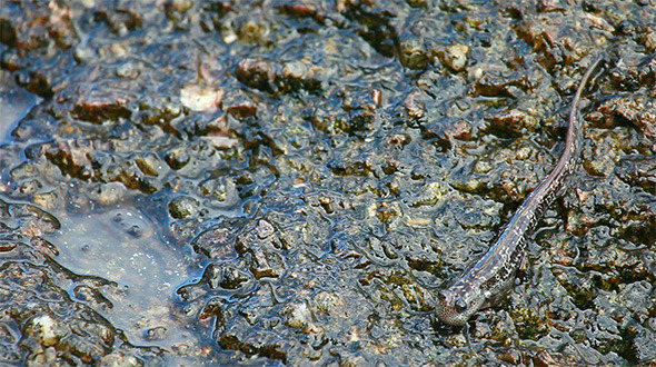 Walking Fish Walking Fish