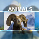 Clean Slideshow Clean Slideshow - VideoHive Item for Sale