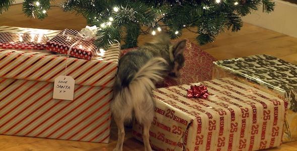 Small Dog Sniffs Around a Pile of Christmas Gifts