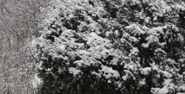 Snow Day 02 HD Snow Day 02 HD