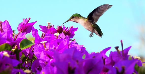 Humming Bird Humming Bird