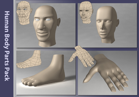 Human Body Parts Pack - 3DOcean Item for Sale