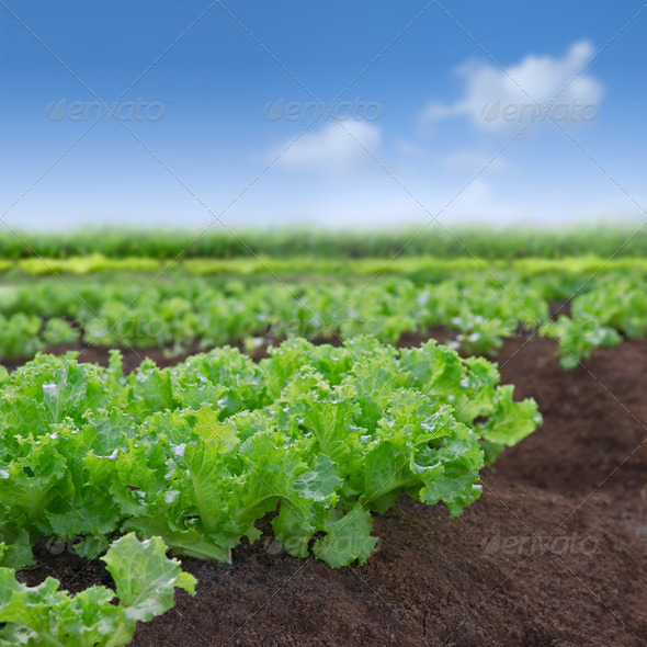 Organic lettuce garden