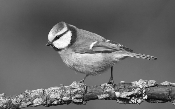 Grayscaled image